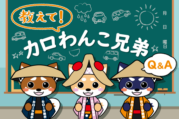 チワワエンシスイェコラ×25コロラータ　趣味家さん苗　極上株　札付き チワワエンシスイェコラ×25コロラータ 趣味家さん苗 極上株 札付き